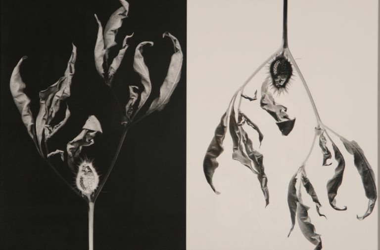 Vuélveme Loco – Paola Beverini 